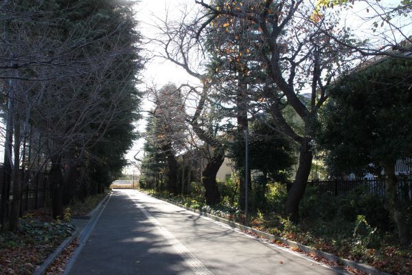 061212 桜並木 (16).JPG
